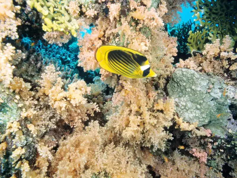 Pesce Farfalla
